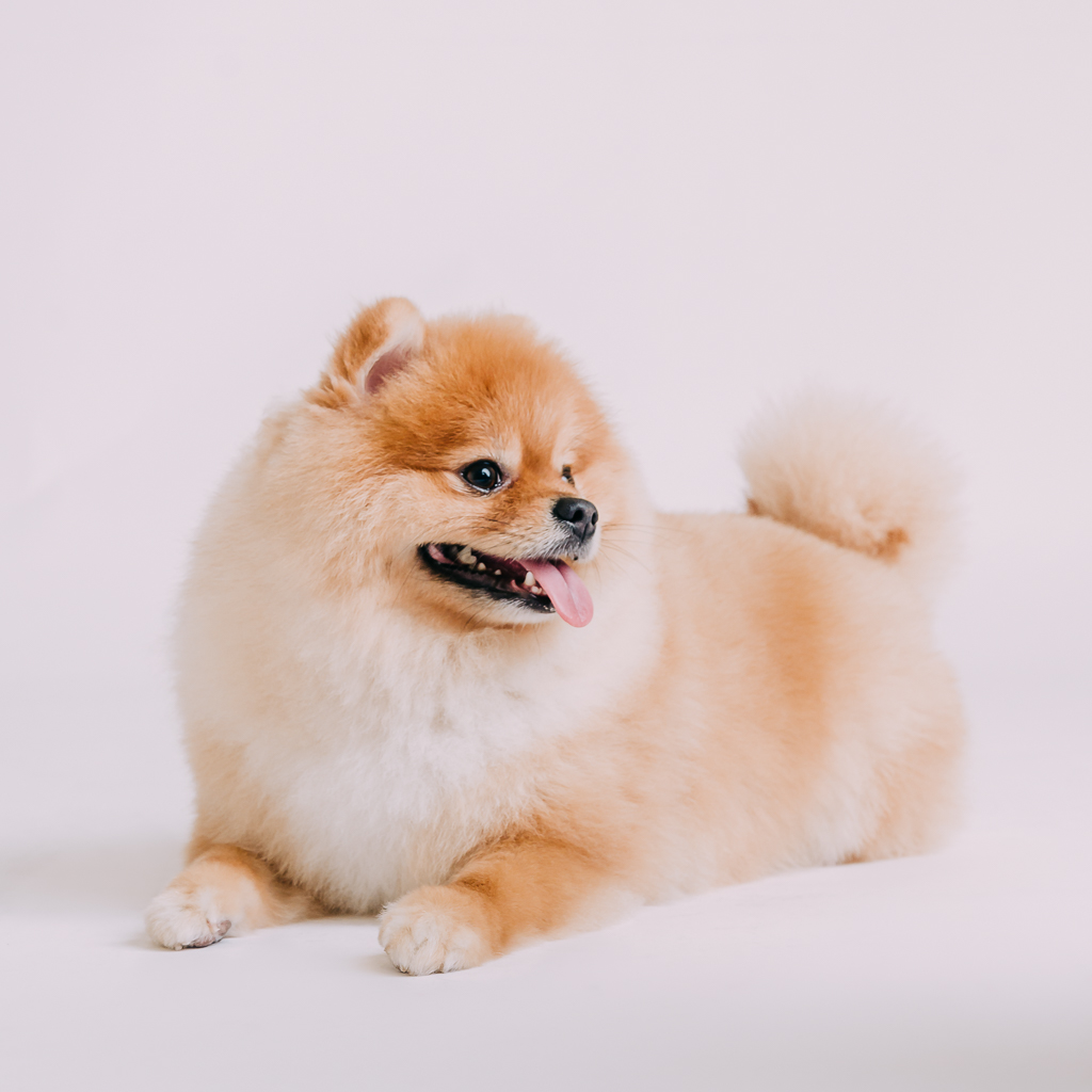 1090307DogPhoto3 (1)