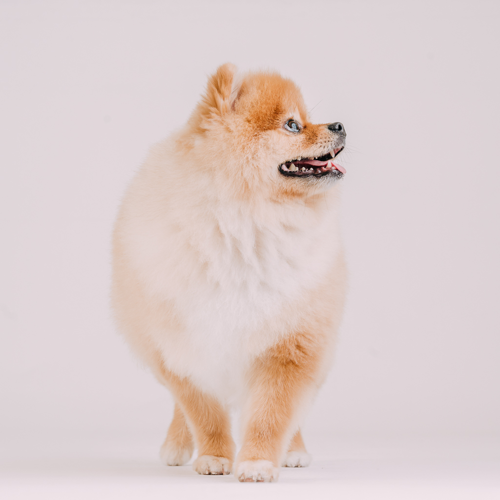 1090307DogPhoto3 (13)