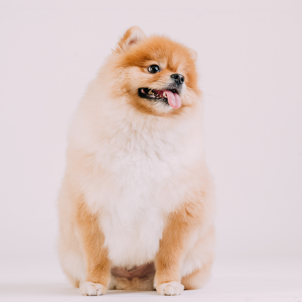 1090307DogPhoto3 (11)