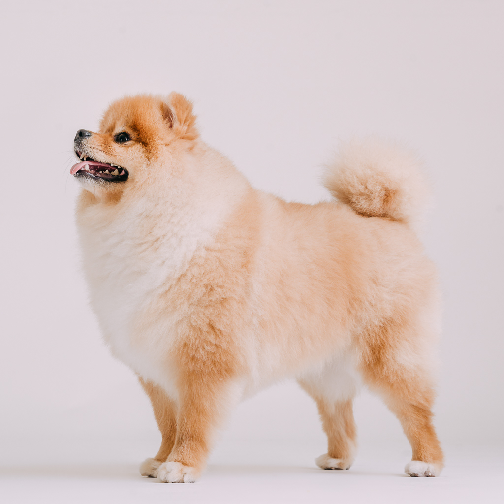 1090307DogPhoto3 (6)