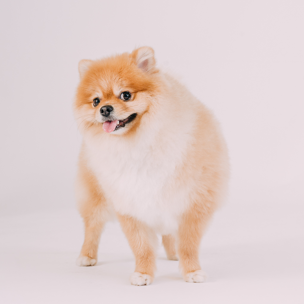 1090307DogPhoto3 (5)