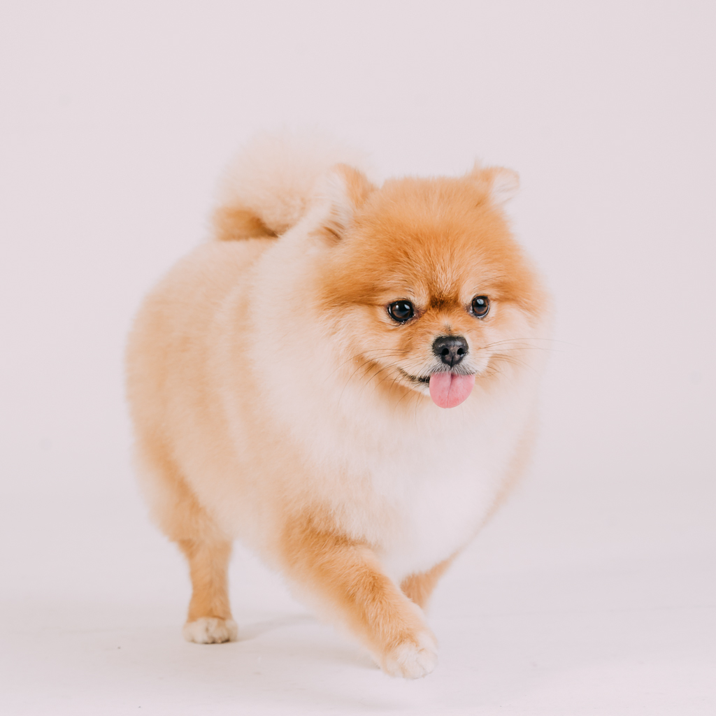 1090307DogPhoto3 (14)