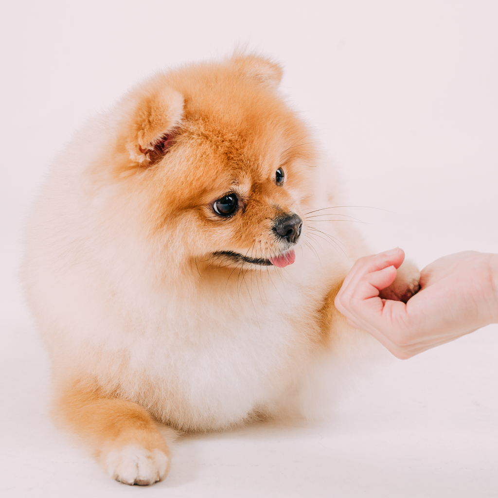 1090307DogPhoto3 (10)