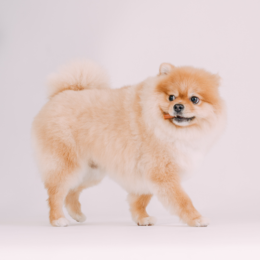 1090307DogPhoto3 (3)
