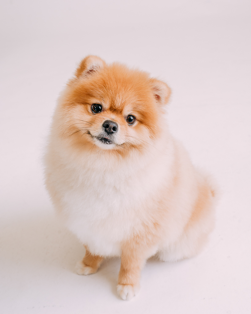 1090307DogPhoto3 (9)