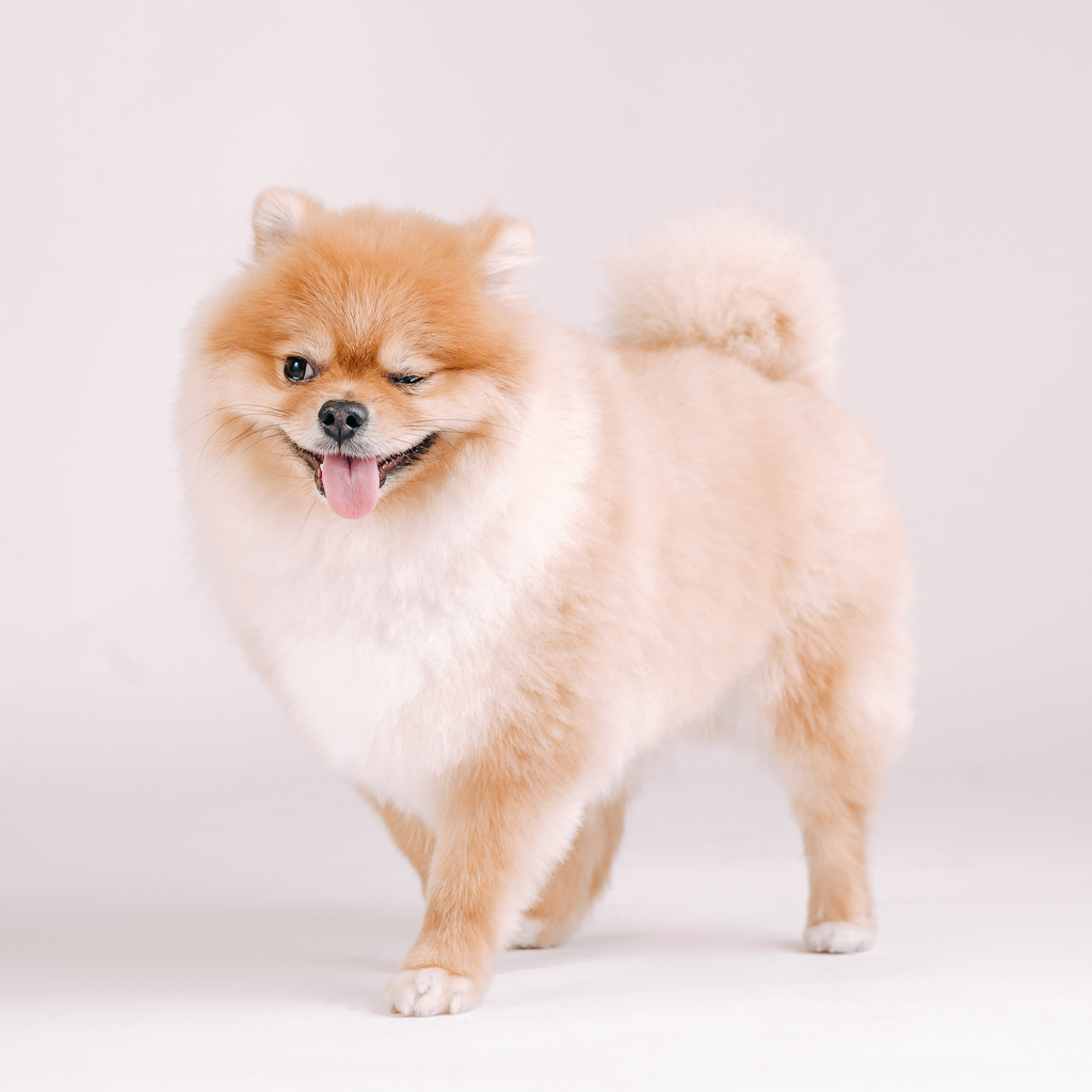 1090307DogPhoto3 (4)