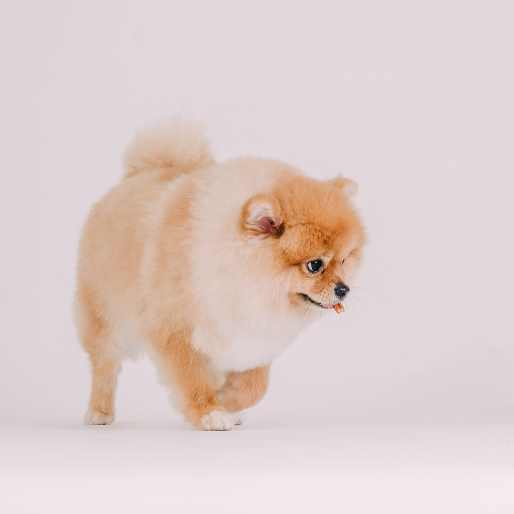1090307DogPhoto3 (2)