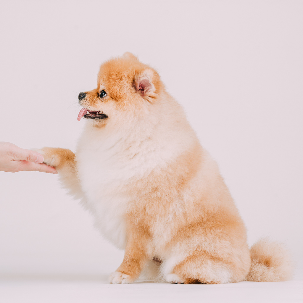 1090307DogPhoto3 (12)