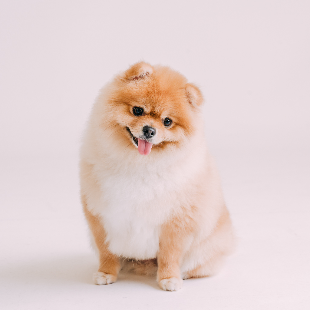 1090307DogPhoto3 (7)