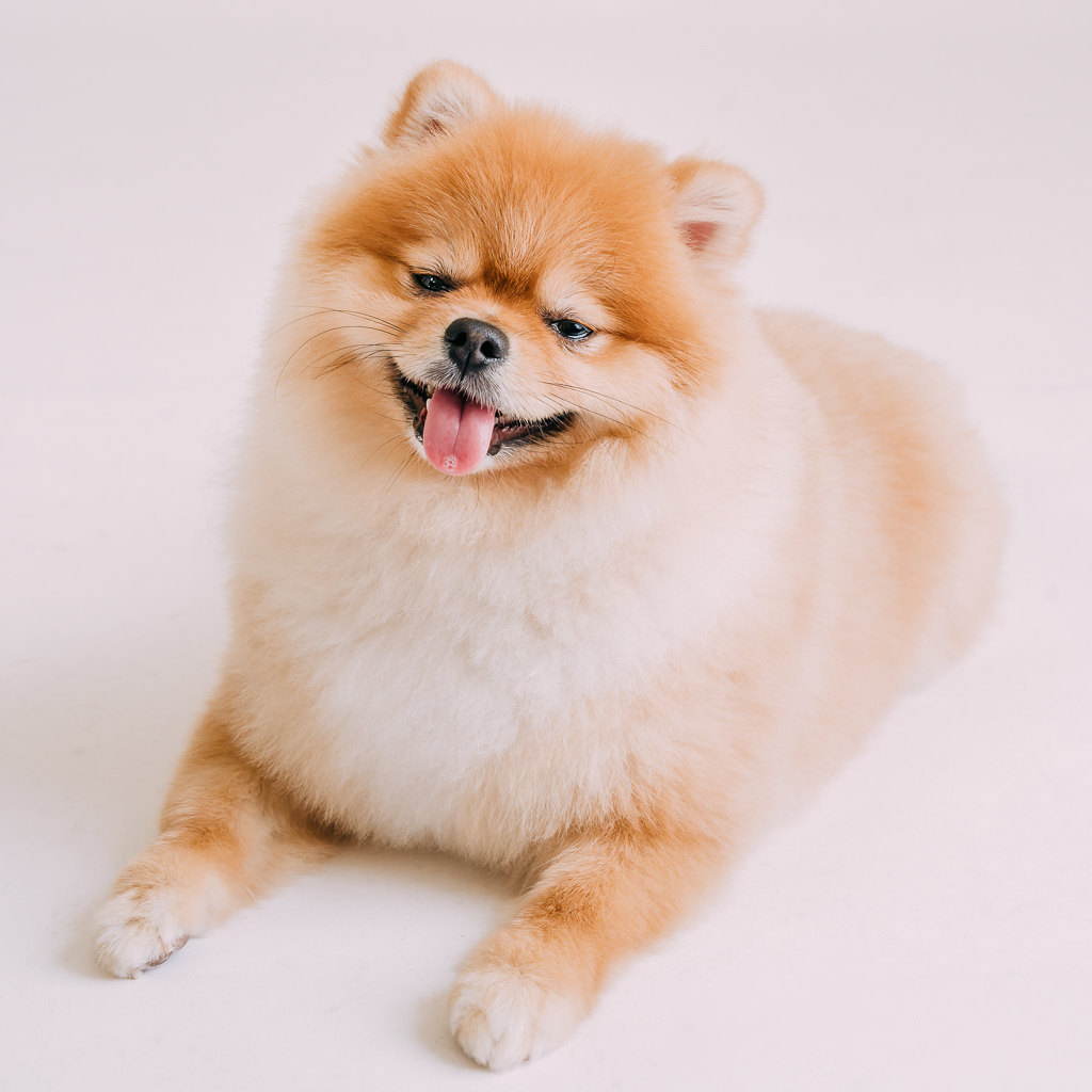 1090307DogPhoto3 (8)