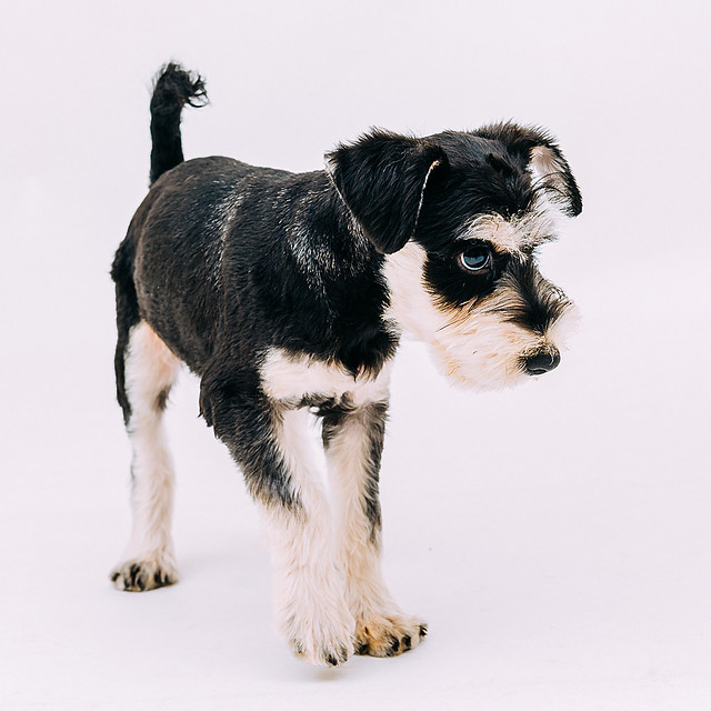 小尾巴寵物寫真- 0011