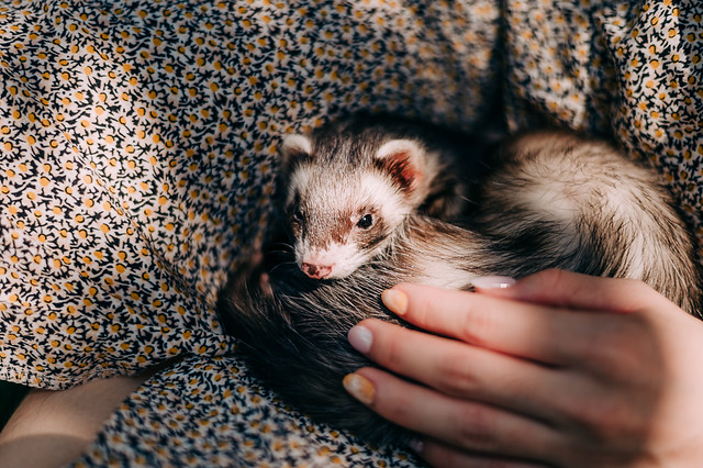 1090322PET2-008