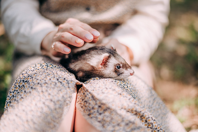 1090322PET2-007