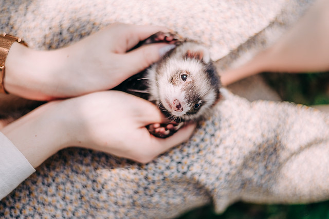 1090322PET2-004