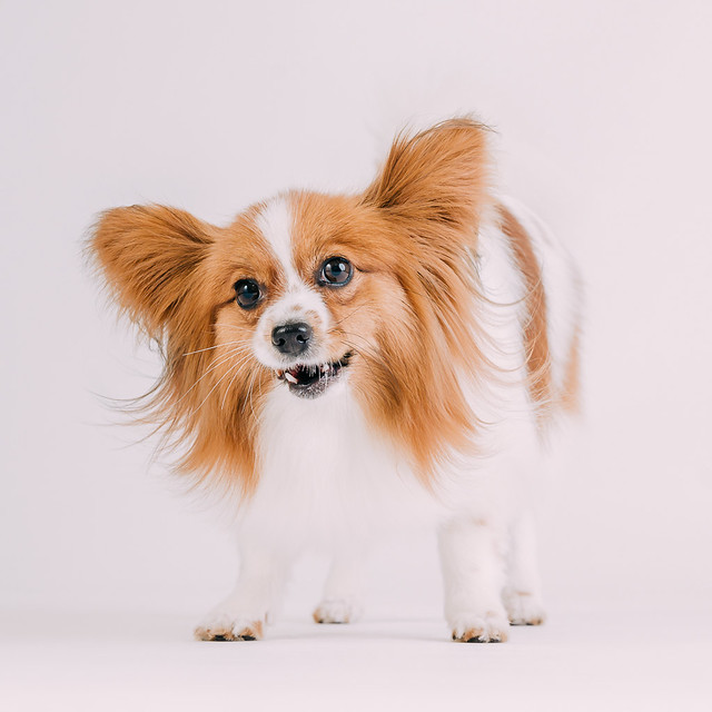 1090307DogPhoto2 (9)