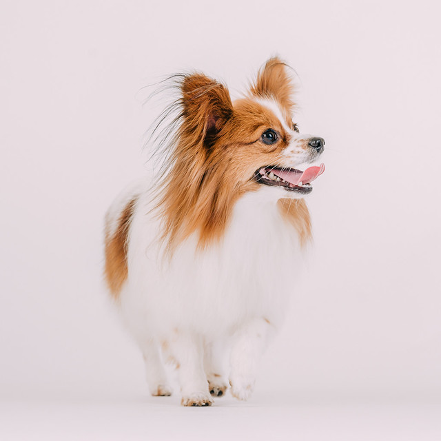 1090307DogPhoto2 (8)