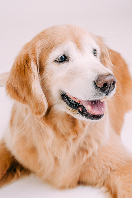 1090307DogPhoto7 (5)
