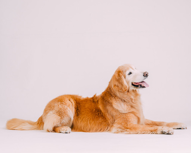 1090307DogPhoto7 (7)