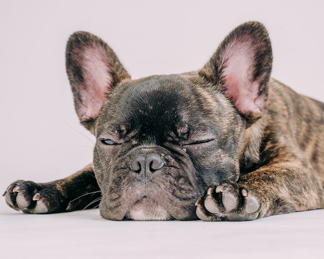 1090307DogPhoto8 (17)