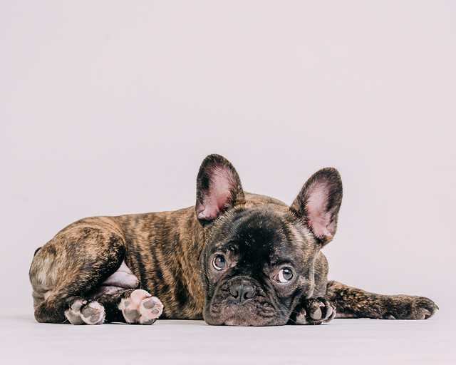 1090307DogPhoto8 (21)