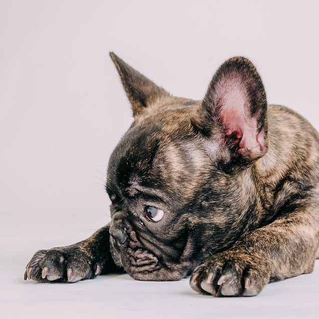 1090307DogPhoto8 (16)