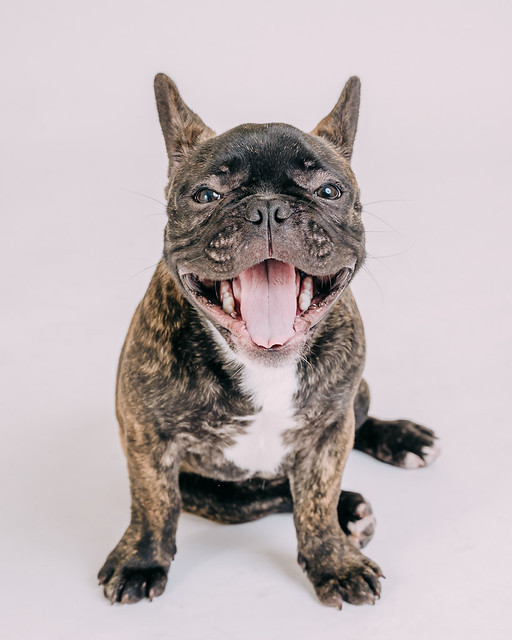 1090307DogPhoto8 (13)