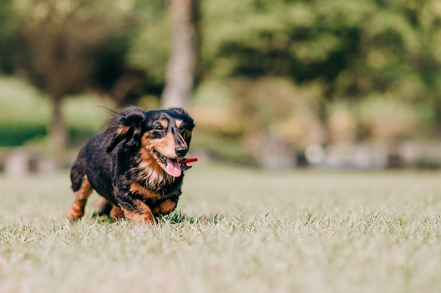 1090321DogPhoto1 (13)