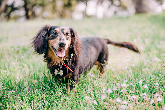 1090321DogPhoto1 (3)