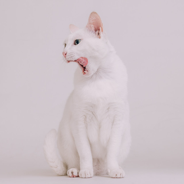 1090321cat4-033