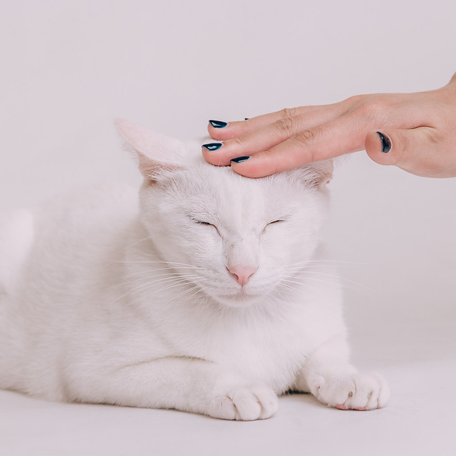 1090321cat4-032