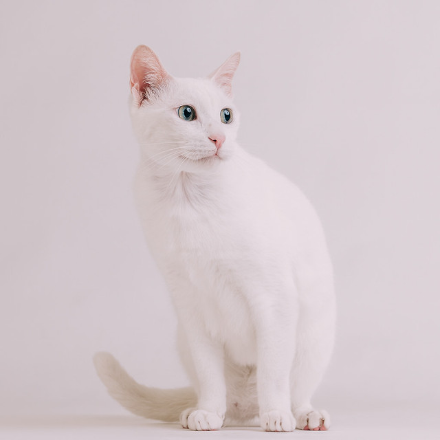 1090321cat4-026