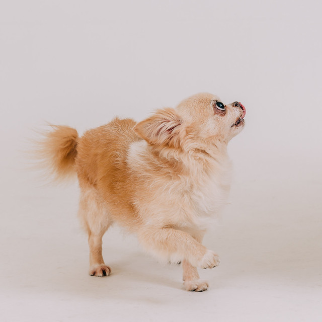 1090321dog7-010