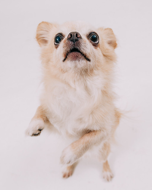 1090321dog7-005