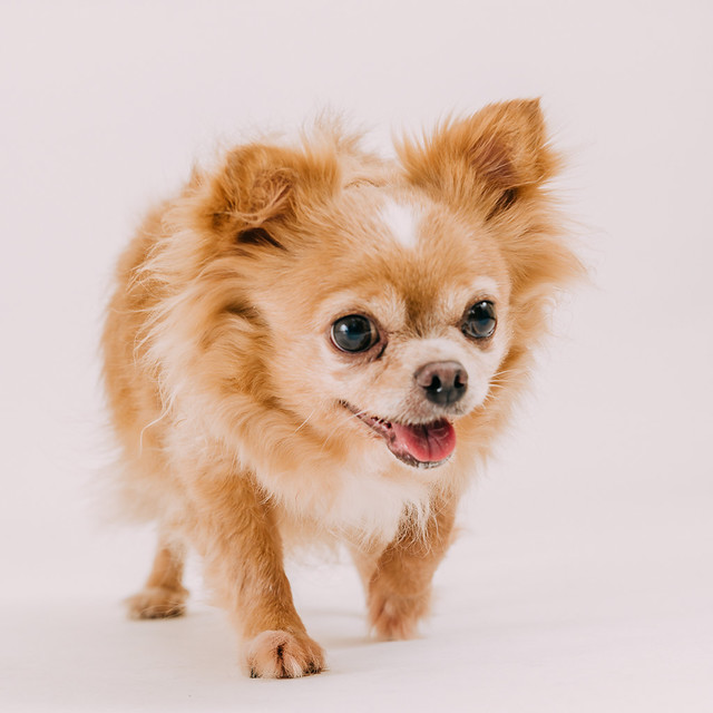 1090321dog8-005
