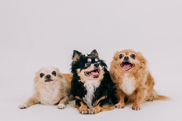 1090321dog8-017