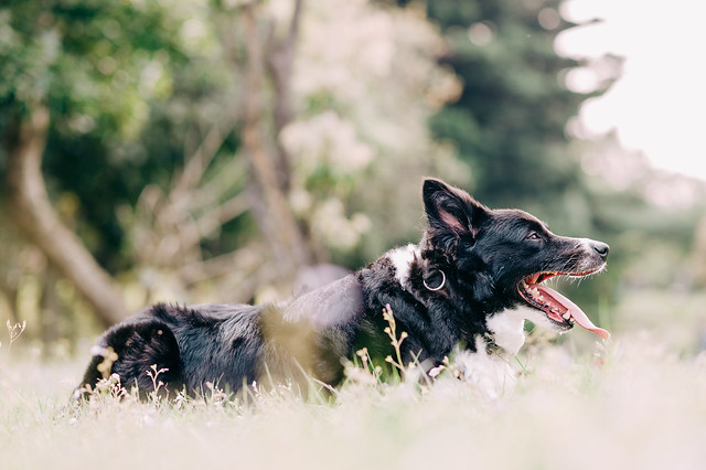 1090321dog9-007