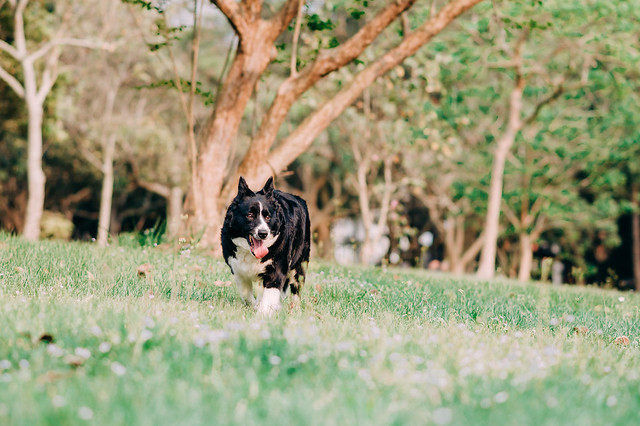1090321dog9-002