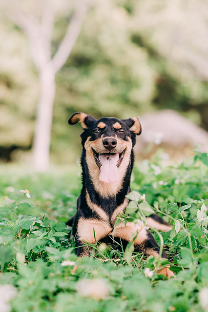 1090322dog1-009