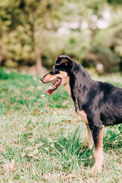 1090322dog1-011