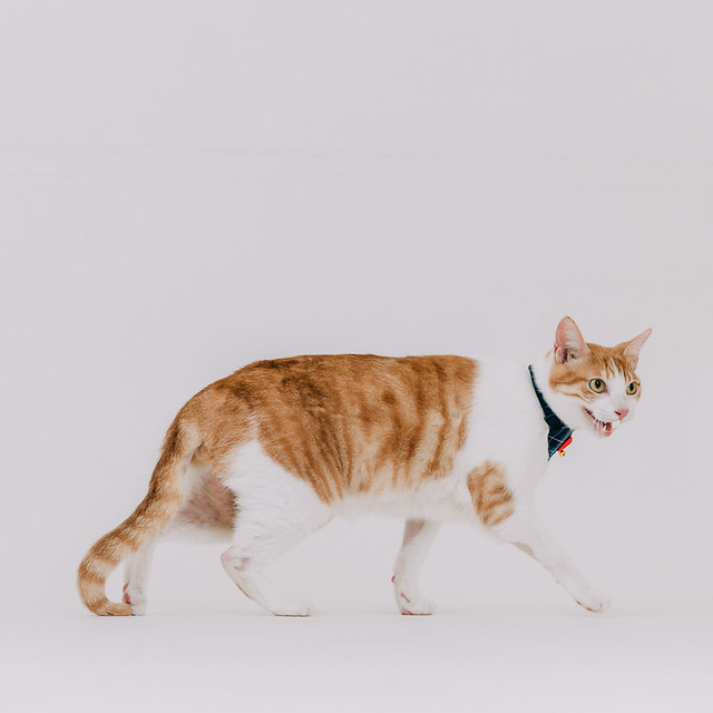 1090322CAT3-003