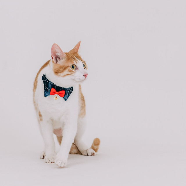 1090322CAT3-001