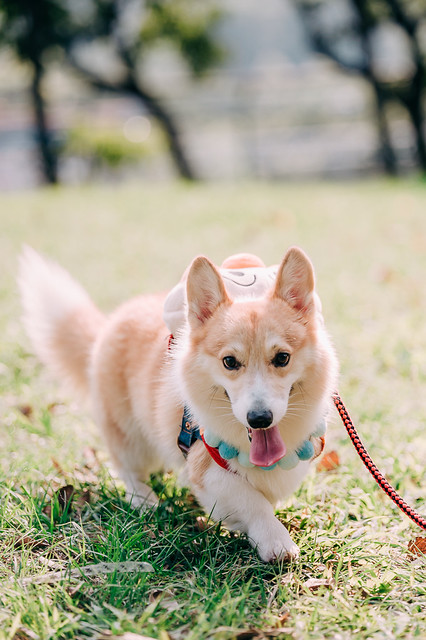 1090322DOG4-008
