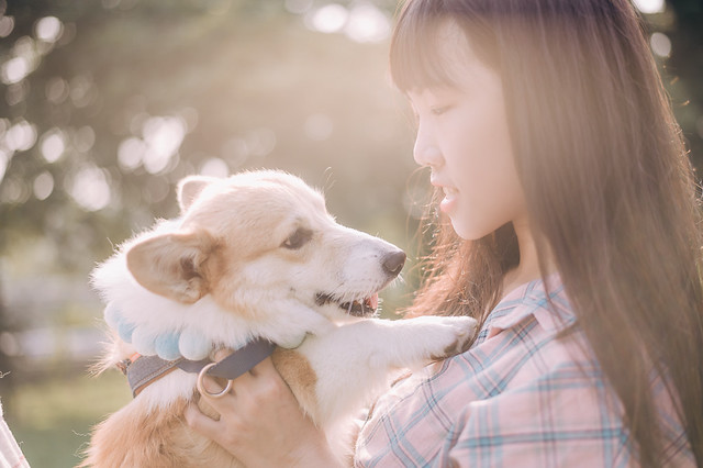 1090322DOG4-019