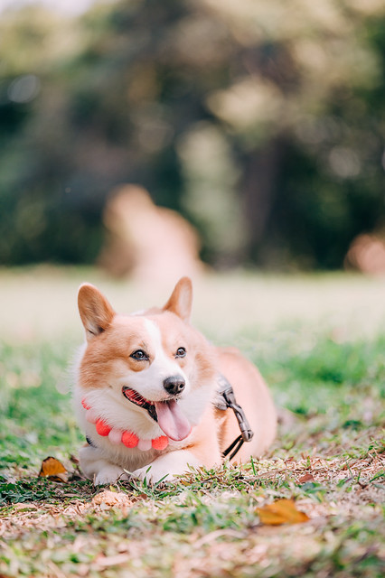 1090322DOG4-004