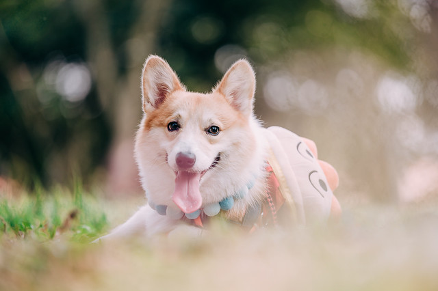 1090322DOG4-003