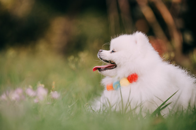 1090322DOG5-009