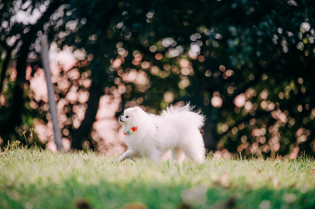 1090322DOG5-004