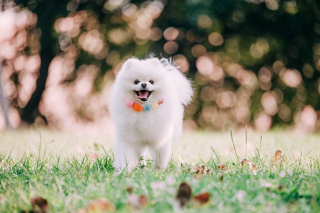 1090322DOG5-002