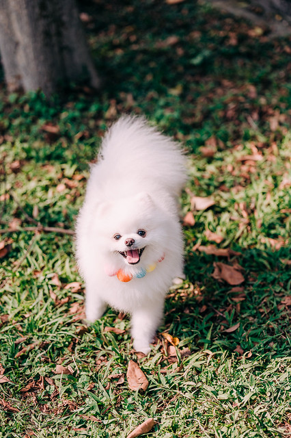 1090322DOG5-000