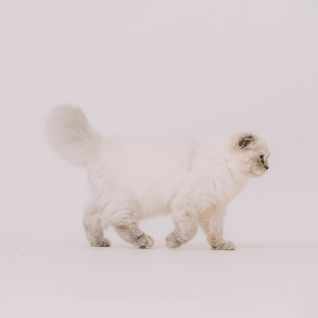 1090322CAT6-010